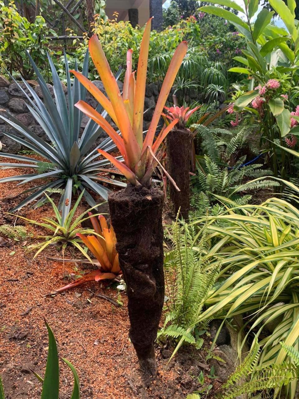 Mabrika Resort Dominica Guillet Dış mekan fotoğraf